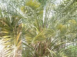 کنترل غیر شیمیایی آفت زنجره خرما