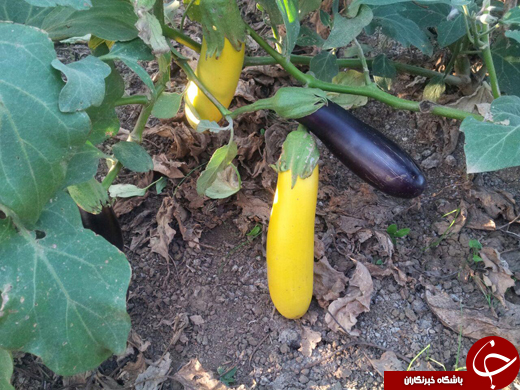 بادمجان&zwnj;هایی به رنگ موز! + تصاویر