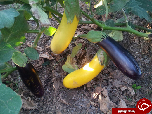 بادمجان&zwnj;هایی به رنگ موز! + تصاویر