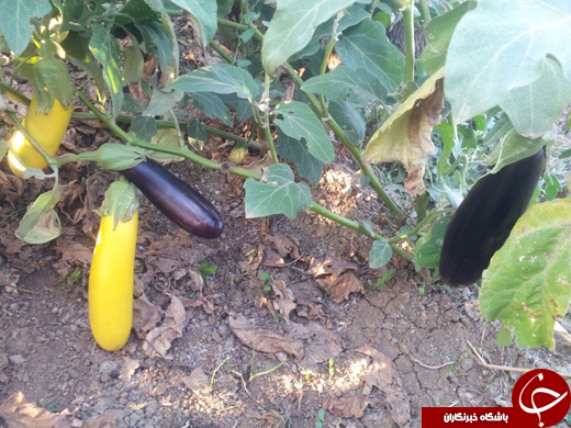 بادمجان&zwnj;هایی به رنگ موز! + تصاویر