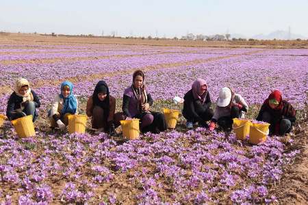 آغاز برداشت زعفران ازکشتزارهای خراسان رضوی