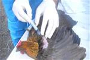 اجرای طرح ملی مراقبت از آنفلوانزای پرندگان در آذربایجان غربی