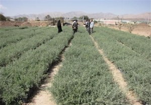 کشت 600 هزار بوته مرتعی در گلستان