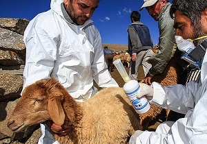هشدارهای سازمان دامپزشکی در آستانه ماه محرم
