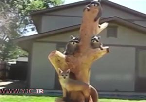 کنده کاری حیرت انگیز بر روی تنه درخت + فیلم