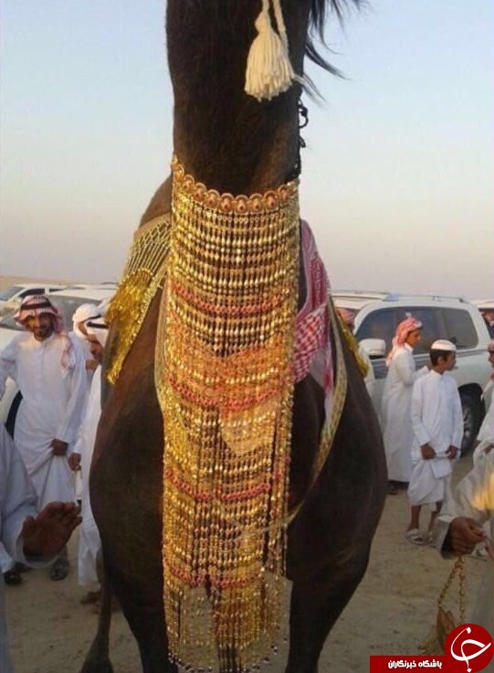 جوانان عربستان و آرزوی ازدواج با شتر + عکس