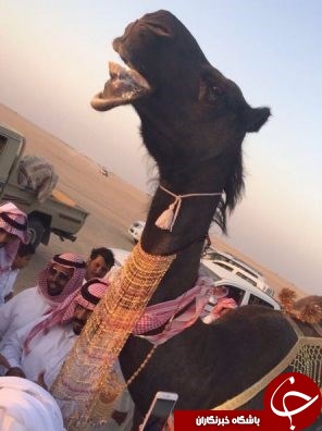 جوانان عربستان و آرزوی ازدواج با شتر + عکس