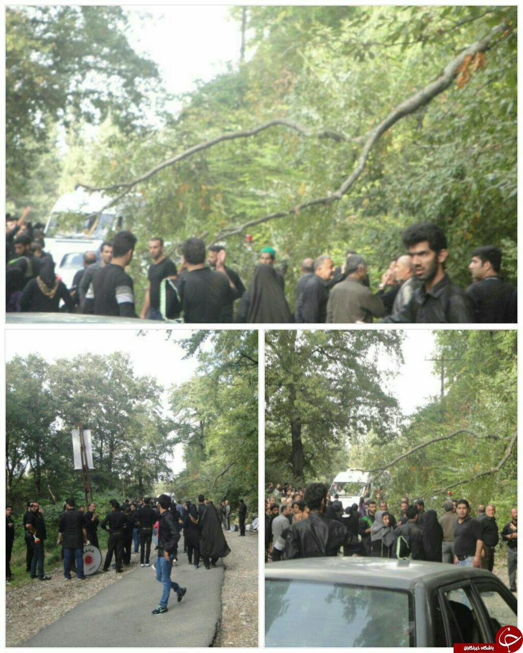 سقوط درخت روی عزاداران با یک کشته و 14 زخمی+ تصاویر