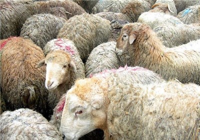 گزارش هفتگی/// روایت جدید از واردات برنج در زمان ممنوعیت/خبر خوش برای چایکاران در راه است