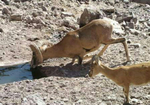 خشک شدن 95 درصد ازچشمه های گناباد