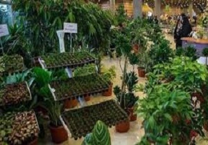 برگزاری نمایشگاه گیاهان دارویی