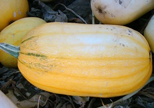 کشت کدوی آجیلی برای اولین بار