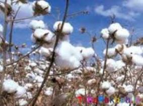 خرید 400 تن پنبه تضمینی در گلستان