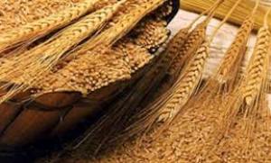 40 هزار تن بذر اصلاح شده گندم برای کشاورزان گلستانی