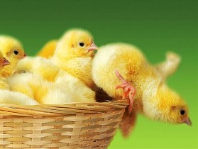 افزایش جوجه ریزی در مرغداریهای استان