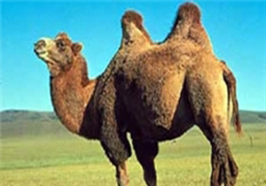 کشف 28 نفر شتر قاچاق در زاهدان