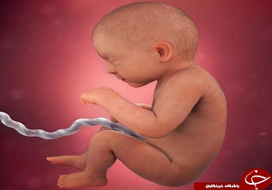تقویم بارداری هفته به هفته/ در هفته 33 جنین اندازه "آناناس" است!