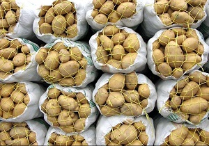 صادرات روزانه 700 تن سیب زمینی از اردبیل به کشورهای همسایه