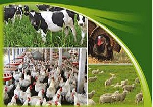 اجرای طرح ردیابی دام وطیوردرقم