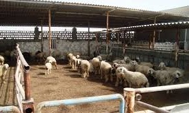 ایجاد دامپروری ۳ هزار راسی در کرمان