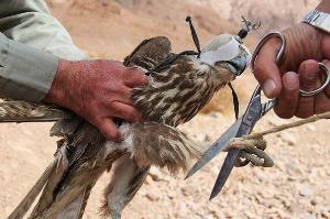 دستگیری دو صیاد متخلف بوشهری در گلستان