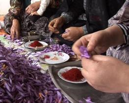 آغاز برداشت زعفران از مزارع آزادشهر
