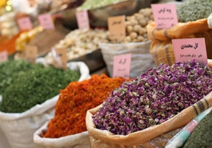 فیروزآباد قطب گیاهان دارویی در فارس