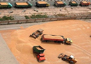 توقیف 2 کامیون گندم آلوده در اردبیل