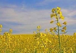 پیش بینی برداشت 4 هزارتن کلزا در کردستان
