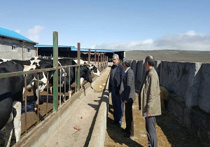 وجود بیش از 245 هزار راس دام سبک و سنگین در شهرستان نمین