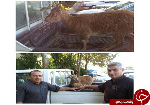 تحویل 4حیوان مصدوم به حفاظت محیط زیست مازندران +تصاویر