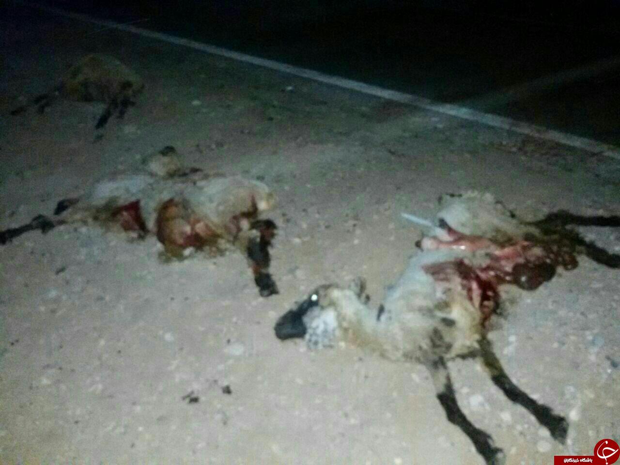 تلف شدن۳۰ راس گوسفند بر اثر برخورد خودرو با یک گله + تصاویر