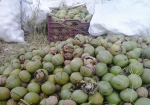 برداشت 6 هزار تن گردو در چهارمحال و بختیاری