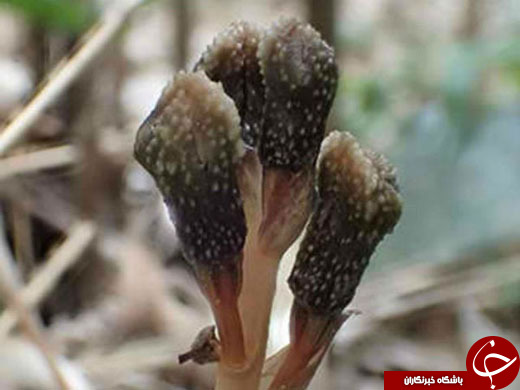 کشف گیاهی که نه فتوسنتز دارد و نه شکوفه می&zwnj;دهد +عکس