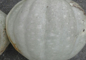 برداشت کدوی 30 کیلویی در روستای گوکه + فیلم