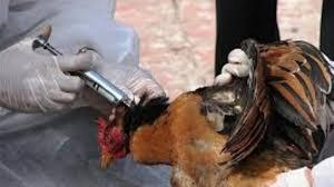 نمونه برداری از 9 بازارچه پرندگان درآذربایجان غربی