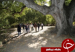 ثبت بزرگترین درخت گردوی کشور در فهرست آثار ملی
