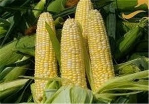 برداشت بیش از 37 هزار تن ذرت بذری و دانه‌ای در پارس‌آباد