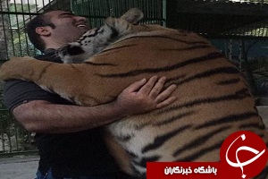 کشتی گرفتن بهداد سلیمی با ببر بنگال + فیلم