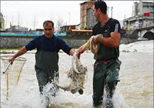 آغاز صید ماهی آزاد مولد چشمه کیله تنکابن