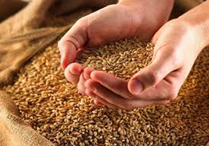 پرداخت 770 میلیارد ریال از طلب گندم کاران استان