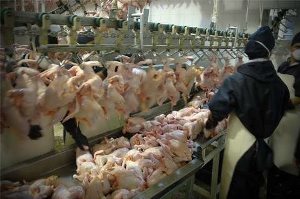 پیش بینی تولید بیش از 12هزار تن گوشت قرمز در خراسان جنوبی