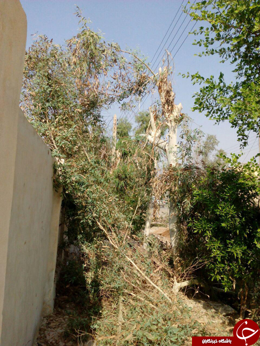 قطع درختان در دهلران + تصاویر
