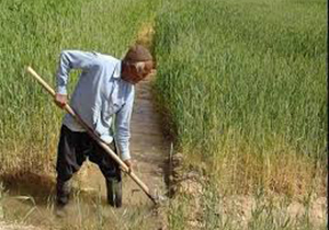 آغاز کشت گندم در فارس