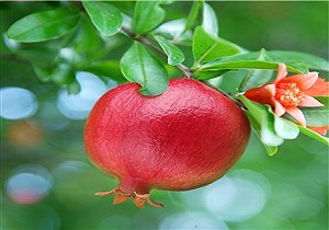 چهارمین آیین شکرانه برداشت انار درجزین برگزار می‌شود