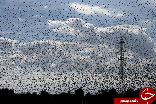 از کشف تونل مخفی تروریست&zwnj;های داعش در موصل تا تولد یک بچه کرگدن در باغ وحش