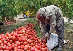 آغاز برداشت انار از انارستان های بدره