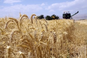 پرداخت 234 میلیارد ریال از مطالبات گندم کاران خراسان جنوبی