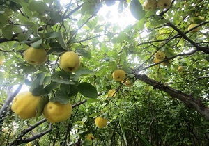 کاهش 60 درصدی برداشت به(هیوا) از باغات شهرستان کوثر
