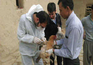 شروع مرحله دوم طرح مراقبت آنفلوانزای فوق حاد پرندگان در قوچان